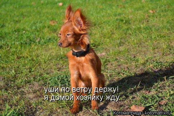 уши по ветру держу! я домой хозяйку жду...... Котоматрица: уши по ветру держу! я домой хозяйку жду...