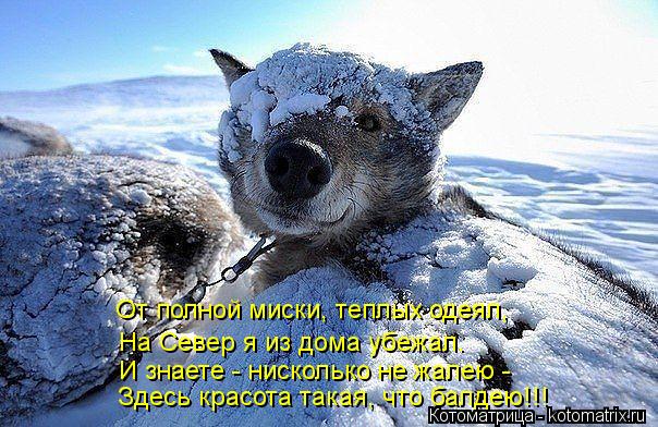 От полной миски, теплых одеял, На Север я из дома убежал. И знаете - нисколько не жалею - Здесь крас... Котоматрица: От полной миски, теплых одеял, На Север я из дома убежал. И знаете - нисколько не жалею - Здесь красота такая, что балдею!!!