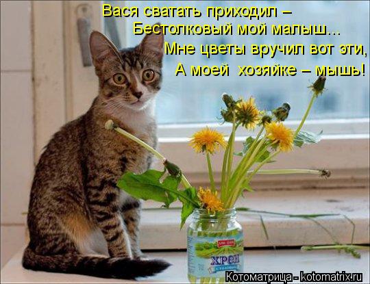 Бестолковый мой малыш… Вася сватать приходил – Мне цветы вручил вот эти, А моей хозяйке – мышь!... Котоматрица: Бестолковый мой малыш… Вася сватать приходил – Мне цветы вручил вот эти, А моей хозяйке – мышь!