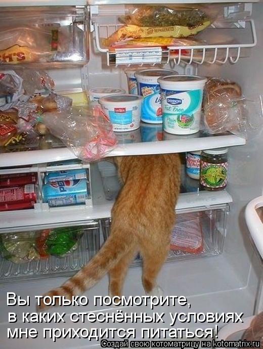 в каких стеснённых условиях мне приходится питаться! Вы только посмотрите,... Котоматрица: в каких стеснённых условиях мне приходится питаться! Вы только посмотрите,
