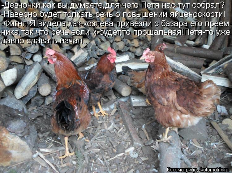 -Девчонки,как вы думаете,для чего Петя нас тут собрал? -Наверно,будет толкать речь о повышении яйцено... Котоматрица: -Девчонки,как вы думаете,для чего Петя нас тут собрал? -Наверно,будет толкать речь о повышении яйценоскости! -Фигня!Я видела,как хозяева прив