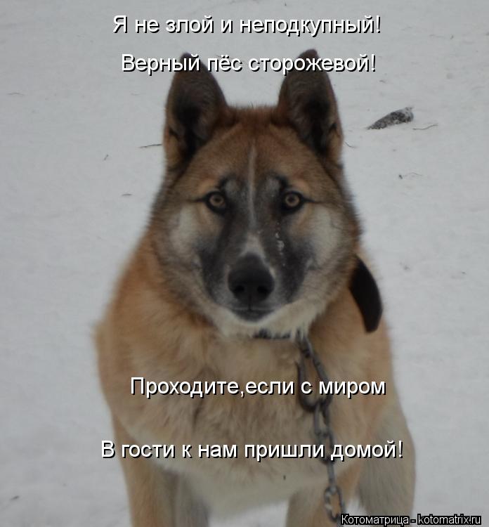 Я не злой и неподкупный! Верный пёс сторожевой! Проходите,если с миром В гости к нам пришли домой!... Котоматрица: Я не злой и неподкупный! Верный пёс сторожевой! Проходите,если с миром В гости к нам пришли домой!