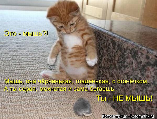 Кто сказал "МЯУ"?