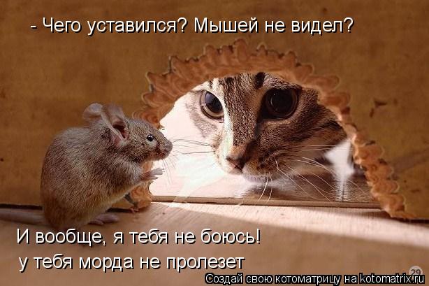 - Чего уставился? Мышей не видел? И вообще, я тебя не боюсь! у тебя морда не пролезет... Котоматрица: - Чего уставился? Мышей не видел? И вообще, я тебя не боюсь! у тебя морда не пролезет
