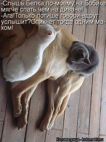 -Слышь,Белка,по-моему,на Бобике мягче спать,чем на диване! -Ага!Только потише говори-вдруг услышит?Сп... Котоматрица: -Слышь,Белка,по-моему,на Бобике мягче спать,чем на диване! -Ага!Только потише говори-вдруг услышит?Спихнёт тогда одним ма- хом!