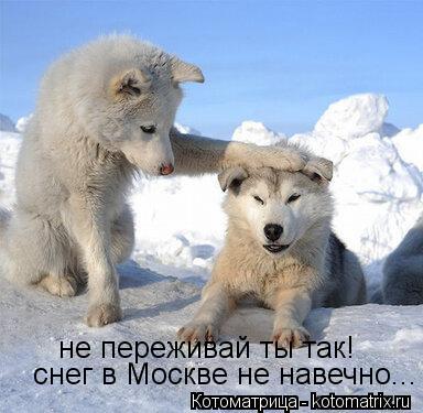 не переживай ты так! снег в Москве не навечно...... Котоматрица: не переживай ты так! снег в Москве не навечно...