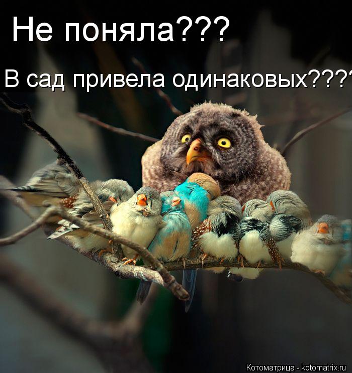 Котоматрица: Не поняла??? В сад привела одинаковых????