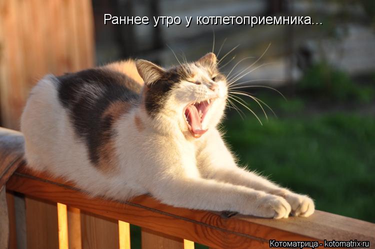 Раннее утро у котлетоприемника...... Котоматрица: Раннее утро у котлетоприемника...