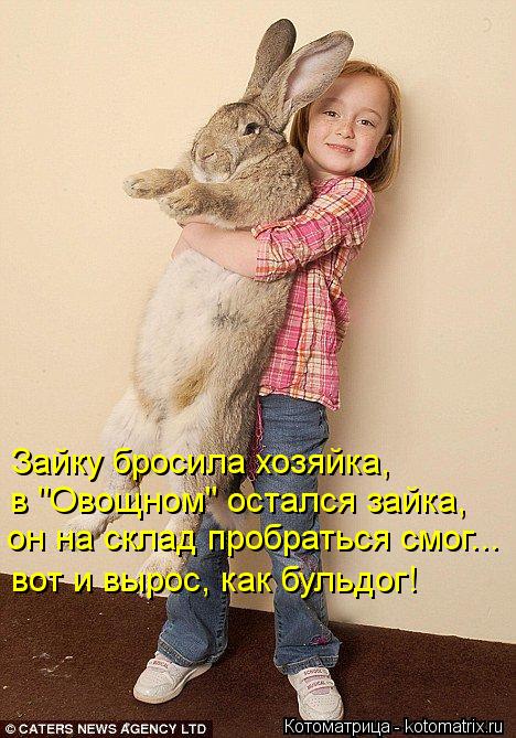 Зайку бросила хозяйка, в "Овощном" остался зайка, он на склад пробраться смог... вот и вырос, как... Котоматрица: Зайку бросила хозяйка, в "Овощном" остался зайка, он на склад пробраться смог... вот и вырос, как бульдог!