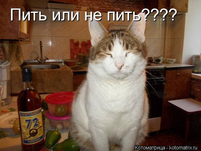 Котоматрица: Пить или не пить????