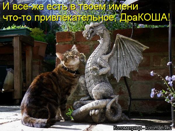 Котоматрица: И все-же есть в твоем имени  что-то привлекательное, ДраКОША!