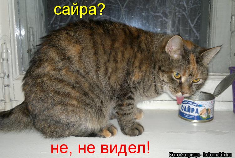 Котоматрица: сайра? не, не видел!