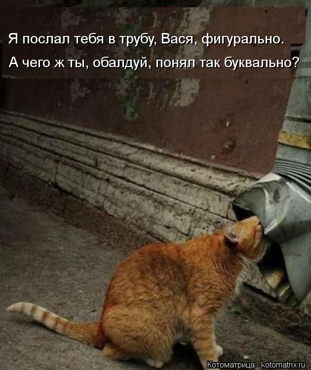 А чего ж ты, обалдуй, понял так буквально? Я послал тебя в трубу, Вася, фигурально.... Котоматрица: А чего ж ты, обалдуй, понял так буквально? Я послал тебя в трубу, Вася, фигурально.