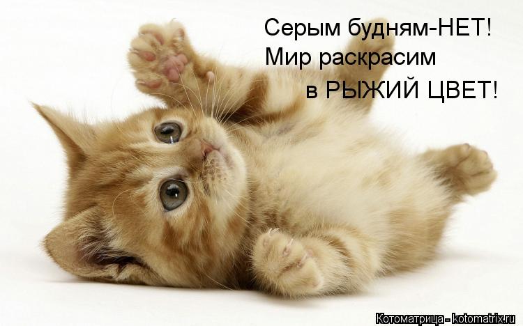 Котоматрица: Серым будням-НЕТ! Мир раскрасим в РЫЖИЙ ЦВЕТ!