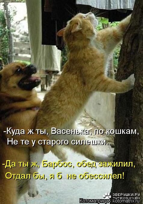 Не те у старого силешки. -Куда ж ты, Васенька, по кошкам, -Да ты ж, Барбос, обед зажилил, Отдал бы, я... Котоматрица: Не те у старого силешки. -Куда ж ты, Васенька, по кошкам, -Да ты ж, Барбос, обед зажилил, Отдал бы, я б не обессилел!