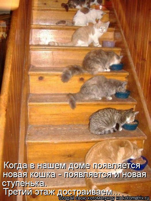 Когда в нашем доме появляется новая кошка - появляется и новая ступенька. Третий этаж достраиваем...... Котоматрица: Когда в нашем доме появляется новая кошка - появляется и новая ступенька. Третий этаж достраиваем...