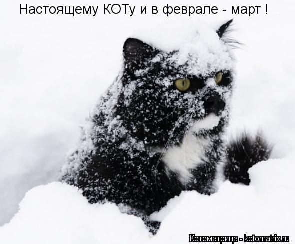 Котоматрица: Настоящему КОТу и в феврале - март !