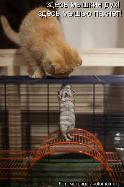 здесь мышкин дух! здесь мышью пахнет!... Котоматрица: здесь мышкин дух! здесь мышью пахнет!