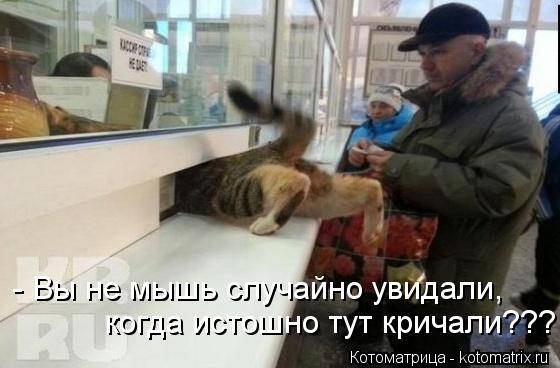 - Вы не мышь случайно увидали, когда истошно тут кричали???... Котоматрица: - Вы не мышь случайно увидали, когда истошно тут кричали???