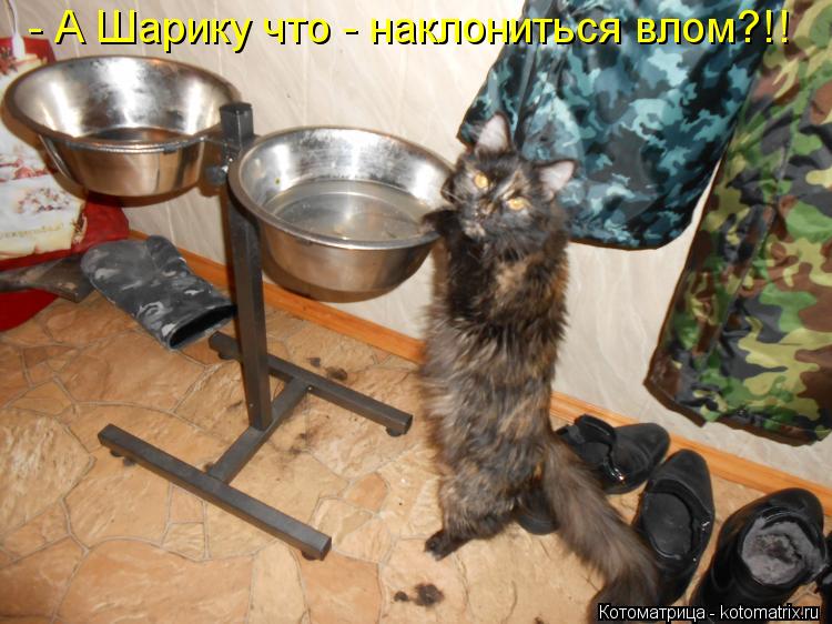 - А Шарику что - наклониться влом?!!... Котоматрица: - А Шарику что - наклониться влом?!!