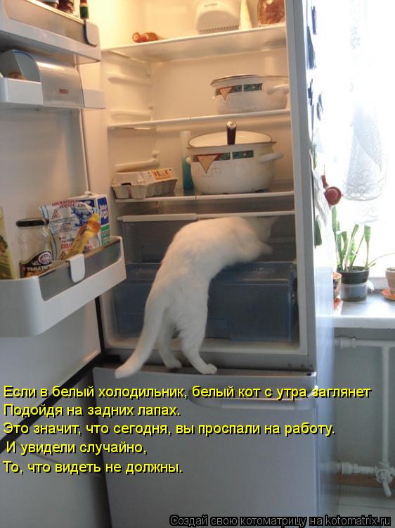 Котоматрица: Если в белый холодильник, белый кот с утра заглянет Подойдя на задних лапах. Это значит, что сегодня, вы проспали на работу. И увидели случай
