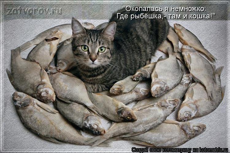 Котоматрица: "Окопалась я немножко: Где рыбёшка,- там и кошка!"