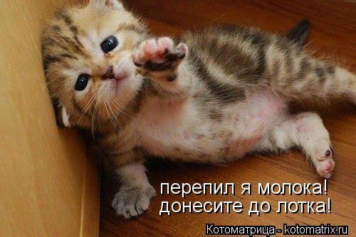 перепил я молока! донесите до лотка!... Котоматрица: перепил я молока! донесите до лотка!