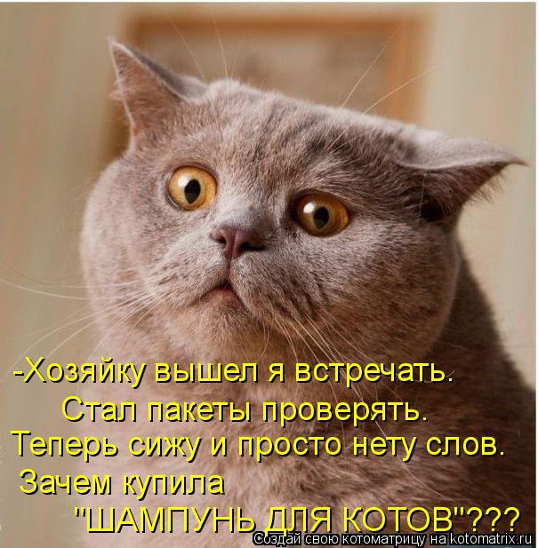 -Хозяйку вышел я встречать. Теперь сижу и просто нету слов. Зачем купила "ШАМПУНЬ ДЛЯ КОТОВ"??? Стал ... Котоматрица: -Хозяйку вышел я встречать. Теперь сижу и просто нету слов. Зачем купила "ШАМПУНЬ ДЛЯ КОТОВ"??? Стал пакеты проверять.