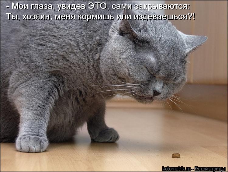 Котоматрица: - Мои глаза, увидев ЭТО, сами закрываются: Ты, хозяин, меня кормишь или издеваешься?!