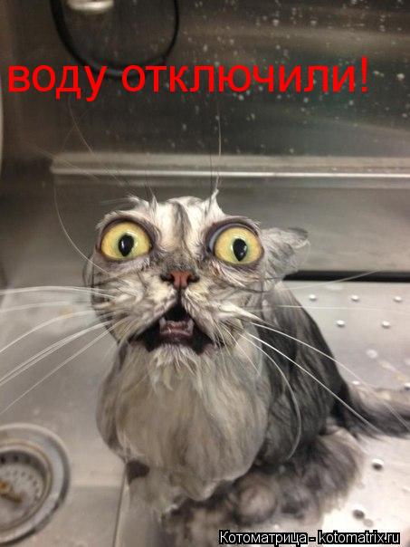 воду отключили!... Котоматрица: воду отключили!