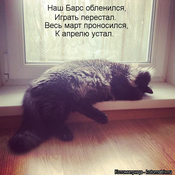 Котоматрица: Наш Барс обленился, Играть перестал. Весь март проносился, К апрелю устал.