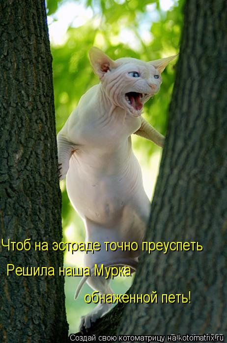 Котоматрица: Чтоб на эстраде точно преуспеть Решила наша Мурка  обнаженной петь!