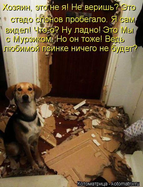 Хозяин, это не я! Не веришь? Это стадо слонов пробегало. Я сам видел! Что-о? Ну ладно! Это Мы с Му... Котоматрица: Хозяин, это не я! Не веришь? Это стадо слонов пробегало. Я сам видел! Что-о? Ну ладно! Это Мы с Мурзиком. Но он тоже! Ведь любимой псинке ничег