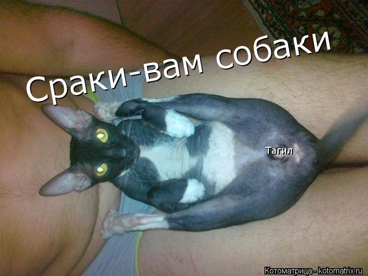 Как выглядит термо обосранная собака