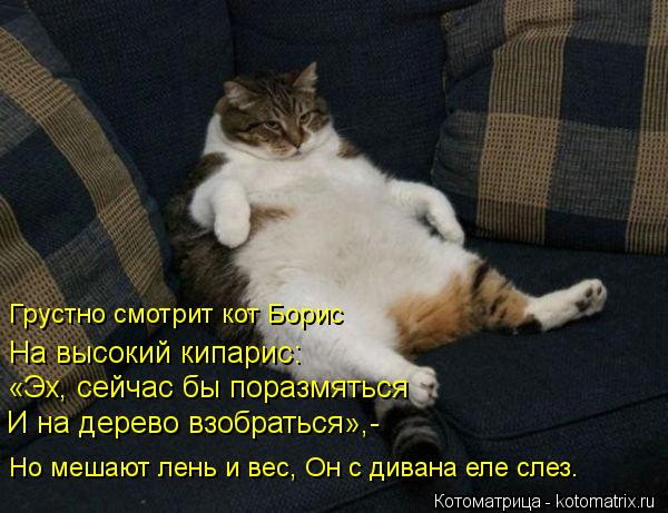 И на дерево взобраться»,- «Эх, сейчас бы поразмяться На высокий кипарис: Но мешают лень и вес, Он с д... Котоматрица: И на дерево взобраться»,- «Эх, сейчас бы поразмяться На высокий кипарис: Но мешают лень и вес, Он с дивана еле слез. Грустно смотрит кот Борис