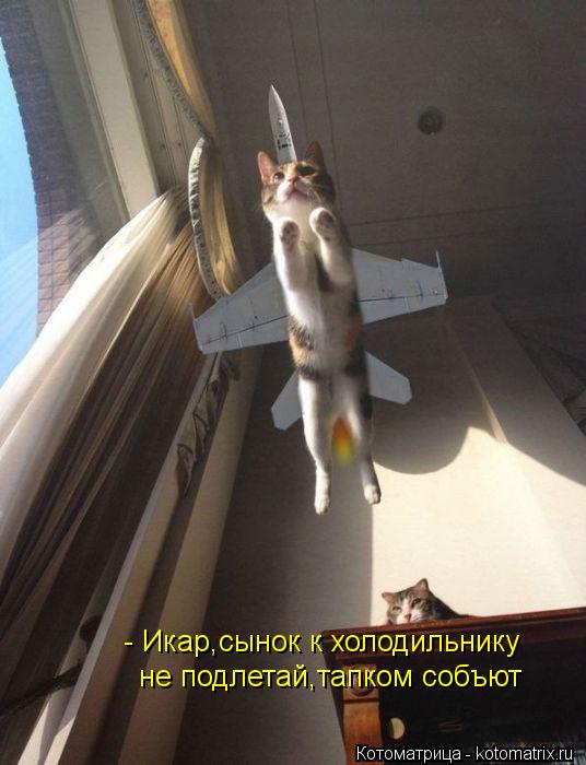 Котоматрица: - Икар,сынок к холодильнику не подлетай,тапком собъют