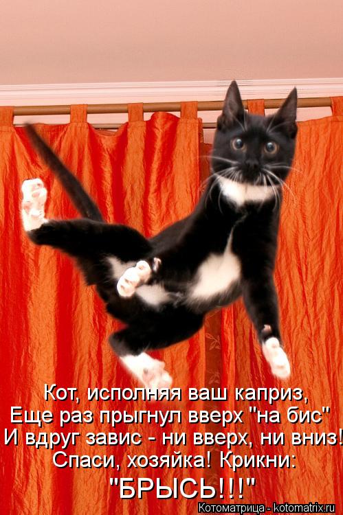 Котик каратист