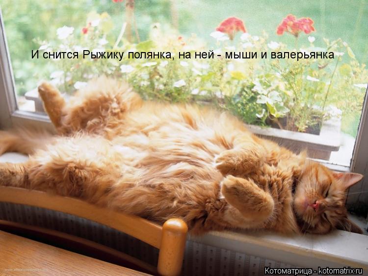 И снится Рыжику полянка, на ней - мыши и валерьянка... Котоматрица: И снится Рыжику полянка, на ней - мыши и валерьянка