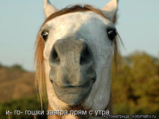 и- го- гошки завтра прям с утра... Котоматрица: и- го- гошки завтра прям с утра