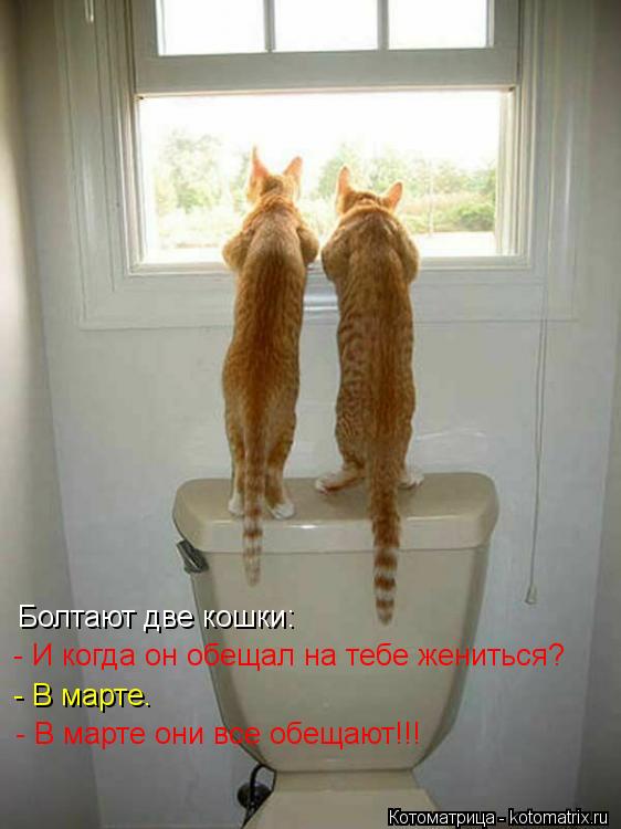 Болтают две кошки: - И когда он обещал на тебе жениться? - В марте. - В марте они все обещают!!!... Котоматрица: Болтают две кошки: - И когда он обещал на тебе жениться? - В марте. - В марте они все обещают!!!