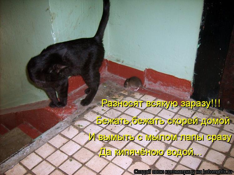 Котоматрица: Разносят всякую заразу!!! Бежать,бежать скорей домой И вымыть с мылом лапы сразу Да кипячёною водой...