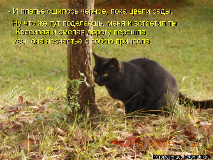 Кошка черная перебежала дорогу