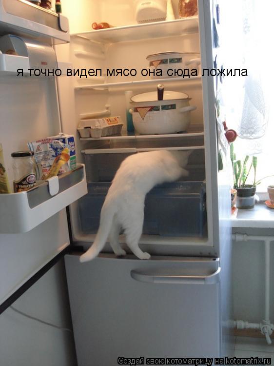 я точно видел мясо она сюда ложила... Котоматрица: я точно видел мясо она сюда ложила