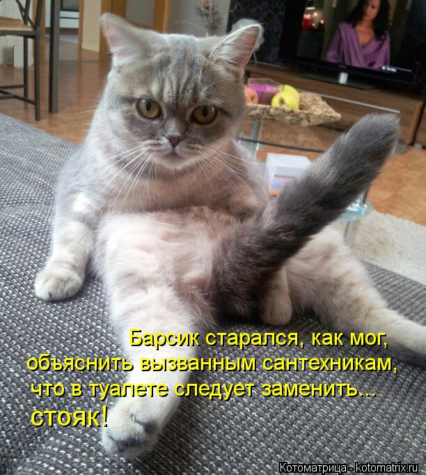 объяснить вызванным сантехникам, Барсик старался, как мог, что в туалете следует заменить... стояк!... Котоматрица: объяснить вызванным сантехникам, Барсик старался, как мог, что в туалете следует заменить... стояк!