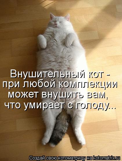 Котоматрица: Внушительный кот - при любой комплекции может внушить вам, что умирает с голоду...