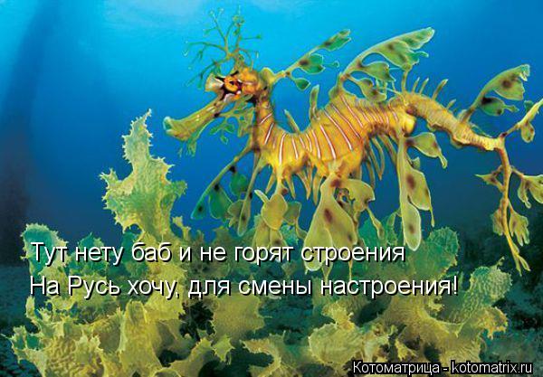 Котоматрица: Тут нету баб и не горят строения  На Русь хочу, для смены настроения!
