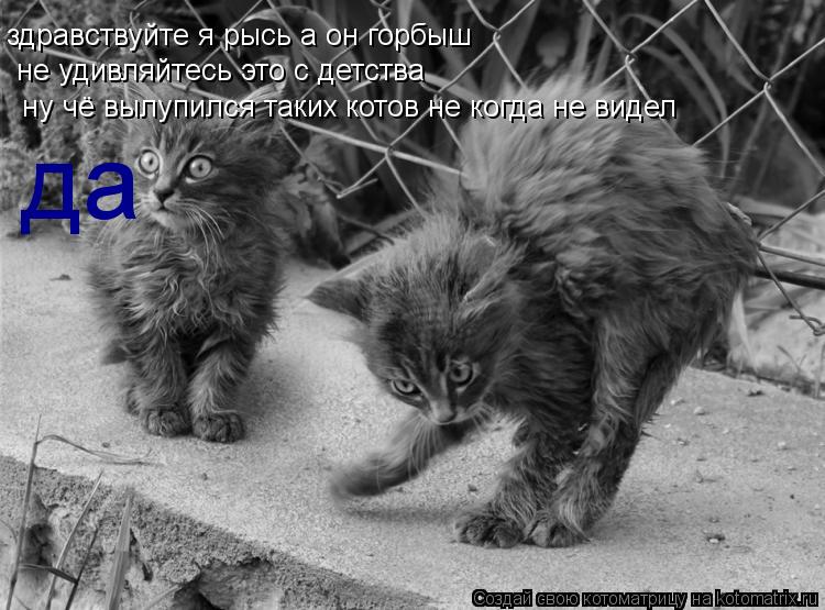 Котоматрица: здравствуйте я рысь а он горбыш не удивляйтесь это с детства ну чё вылупился таких котов не когда не видел да