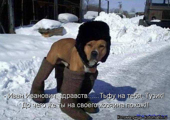 - Иван Иванович, здравств......Тьфу на тебя, Тузик! До чего же ты на своего хозяина похож!!... Котоматрица: - Иван Иванович, здравств......Тьфу на тебя, Тузик! До чего же ты на своего хозяина похож!!