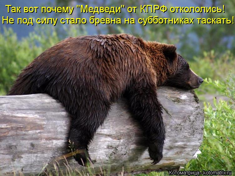 Котоматрица: Так вот почему "Медведи" от КПРФ откололись! Не под силу стало бревна на субботниках таскать!
