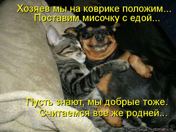 Хозяев мы на коврике положим... Поставим мисочку с едой... Пусть знают, мы добрые тоже. Считаемся все... Котоматрица: Хозяев мы на коврике положим... Поставим мисочку с едой... Пусть знают, мы добрые тоже. Считаемся все же родней...